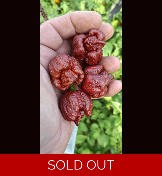 Bobboi Chocolate (f5) -> (f6)  (10+seeds)